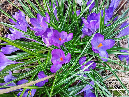 10 Ways to Transform Your Backyard into a Spring Retreat