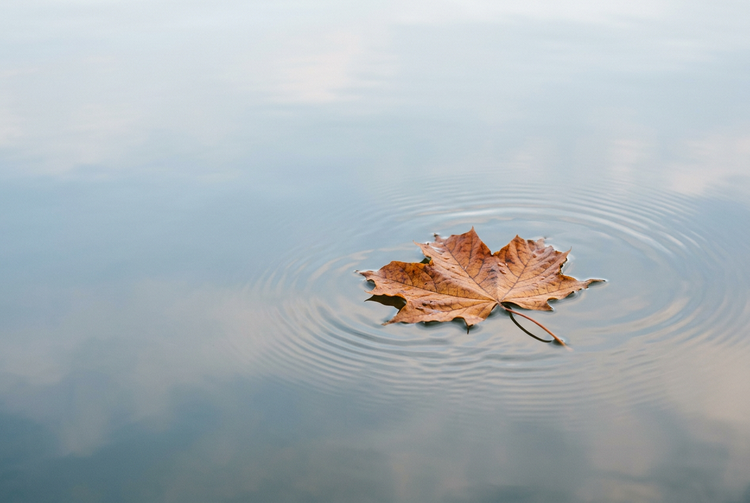 A single autumn-colored maple leaf floating on calm lake water with gentle ripples and soft blue sky reflections.