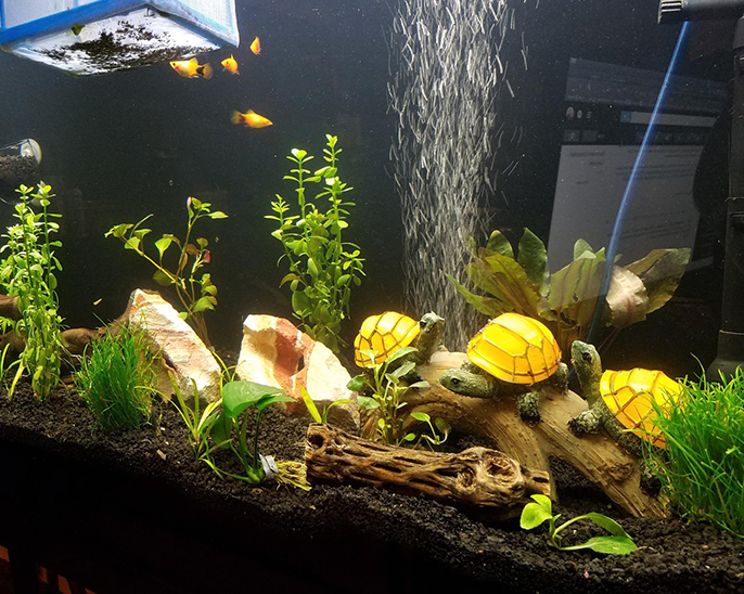 Turtles on a Log Solar Garden Light